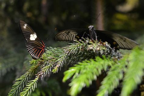 The Butterfly Conservatory at The American Museum of Natural History