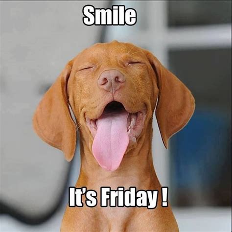 Love him | Friday dog, Smile its friday, Funny friday memes