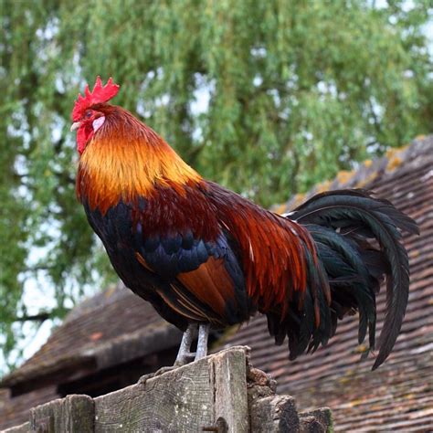 Chicken Breeds, Coq, Colorful Birds, Animals And Pets, Chickens, Horses, Roosters, Image, Farm