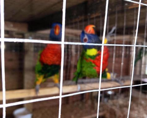 one breeding pair of lorikeets – Online Bird Auctions