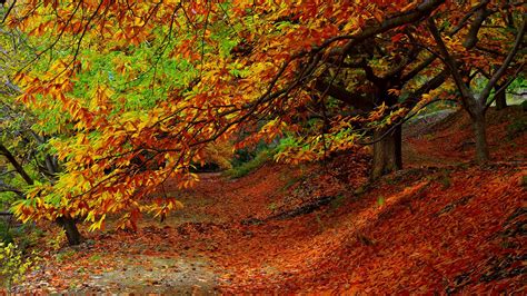 Download wallpaper 1920x1080 forest, autumn, foliage, trees full hd ...