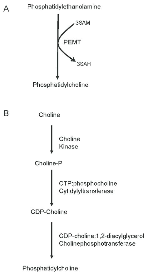 Pathways for the hepatic synthesis of phosphatidylcholine. A.... | Download Scientific Diagram