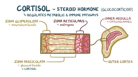 Cortisol: Video, Anatomy, Definition & Function | Osmosis