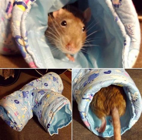 Cozy Rat Tunnel | Pet rats, Cute rats, Rats