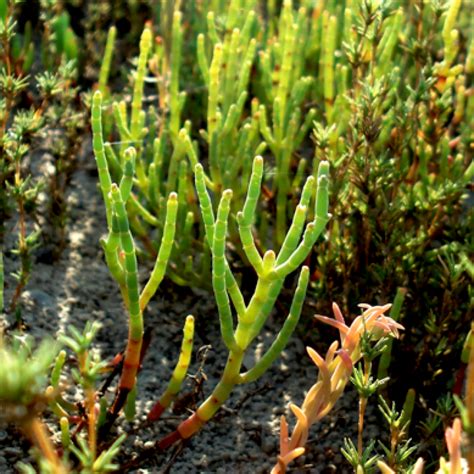 Plant Guide - Los Peñasquitos Lagoon Foundation