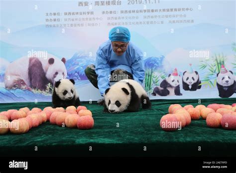 Qinling panda hi-res stock photography and images - Alamy