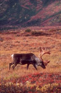 Hunting, Alaska Kids' Corner, State of Alaska