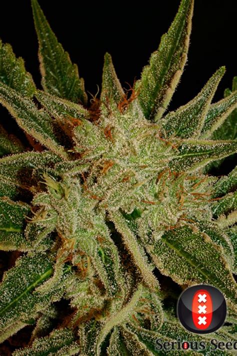 Bubble Gum regular - Buy Serious Seeds cannabis seeds