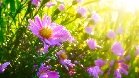 What Are the Best Plants for Morning Sun? - Top 21 - Gardening Slash