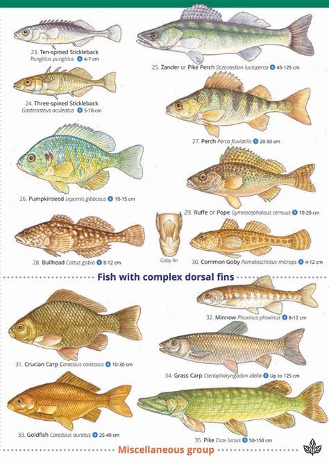 Freshwater Fish Identification