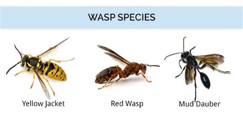 Wasp, Hornet, And Yellow Jacket Identification Guide