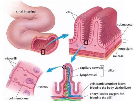 Lactase enzyme function, source, lactase deficiency and treatment