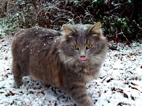 Kitty in the snow, bonito, maine coon, snow, cats, HD wallpaper | Peakpx
