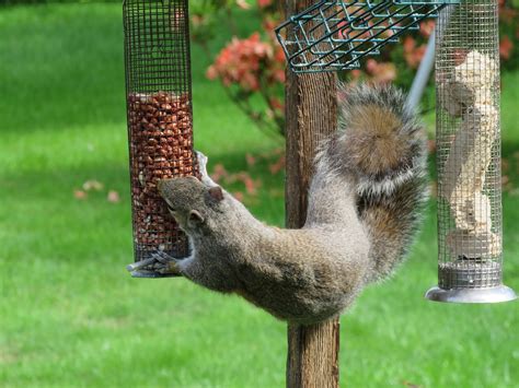 How To Squirrel Proof A Bird Feeder: A Frustrated Husband’s Guide