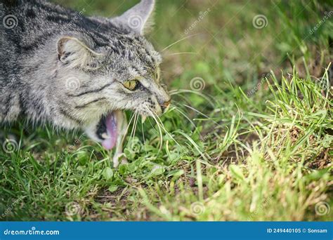 Domestic Cat Vomit on Grass Stock Image - Image of summer, poison: 249440105