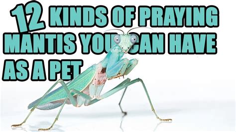 12 Praying Mantis You Can Have as a Pet - How To Care for a Pet Mantis ...