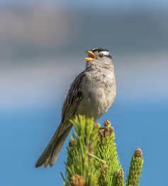 Singing Sparrow Photograph by Marv Vandehey