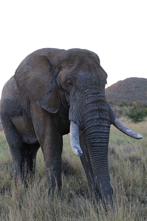 Beautiful Elephant #africanelephant #big5 #Madikwegamereserve Big 5 ...