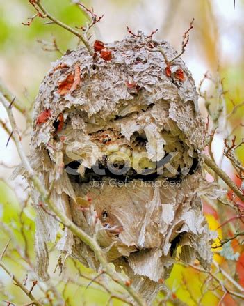 Bald-Faced Hornets Nest Stock Photo | Royalty-Free | FreeImages