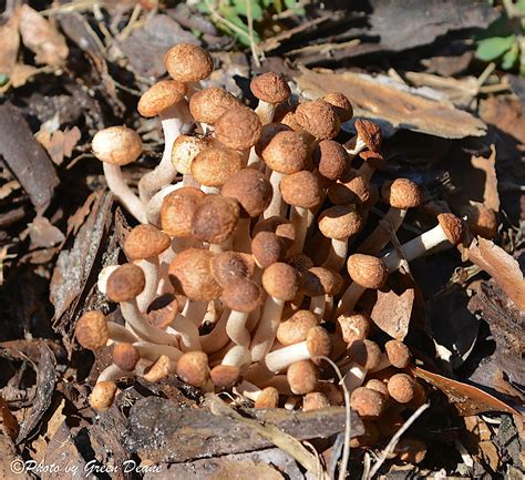 Armillaria tabescens_Honey Mushroom_ DSC_0012 - Eat The Weeds and other things, too