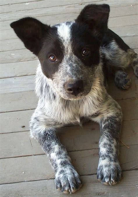 55 best Border Collie/Heeler mix images on Pinterest | Border collie, Border collies and ...