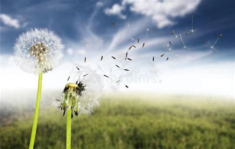 Dandelion with Blowing Seeds on Background Stock Image - Image of petals, wind: 112224991