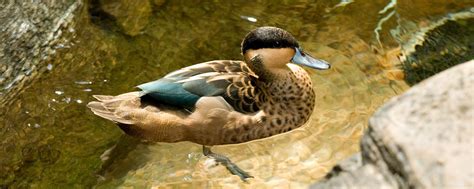 Blue-billed Teal | Lincoln Park Zoo