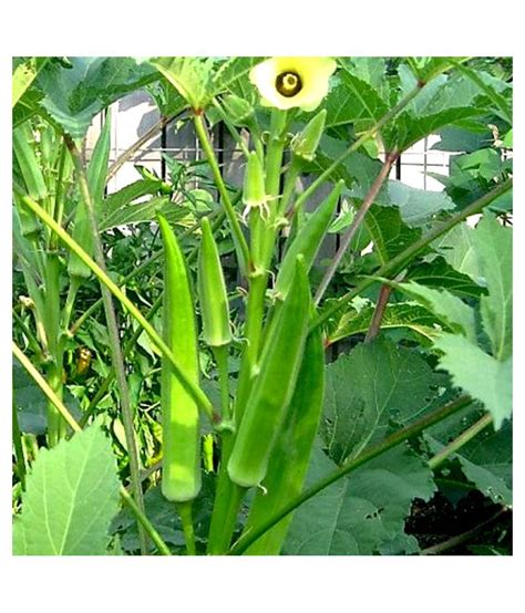 Okra seeds pack of 50 seeds: Buy Okra seeds pack of 50 seeds Online at Low Price - Snapdeal