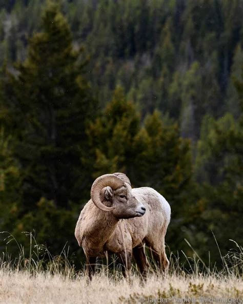 Expert Tips to Spot Banff Wildlife - Travel Banff Canada