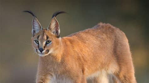 A caracal stares to the left as it walks | Caracal cat, Caracal, Types of cats breeds