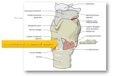 Percutaneous Tracheostomy