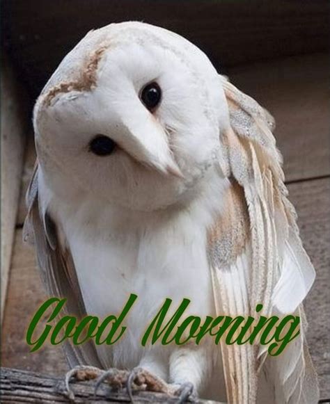 Amazing Good Morning Owl Picture - Good Morning Pictures – WishGoodMorning.com