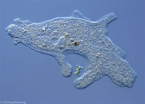 Protist - Amoeba - ~Natural Selection ~Sex in the Wild