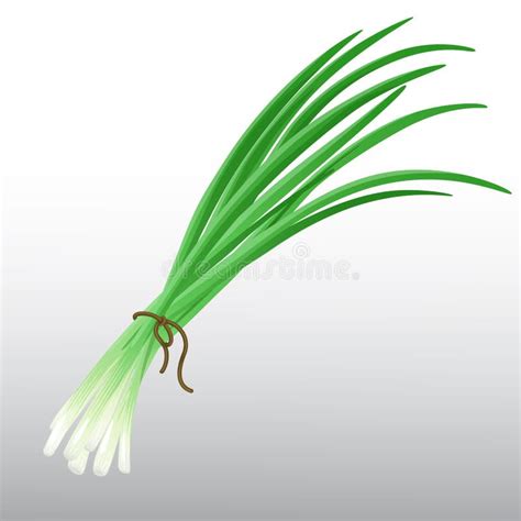 Fresh Chives Herb stock vector. Illustration of fresh - 12232783