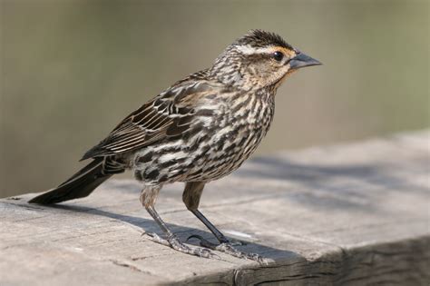 Red-Winged Blackbird Facts, Habitat, Diet, Life Cycle, Baby, Pictures