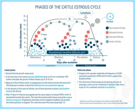 Estrus Cycle in Cows