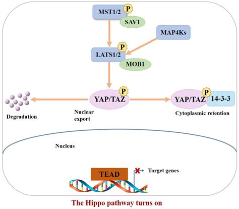 The relationship between the Hippo signaling pathway and bone metastasis of breast cancer ...