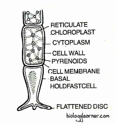 Oedogonium Under Microscope Labeled