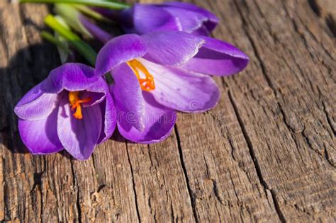 Purple Crocus Flowers on Rustic Wooden Background Stock Photo - Image ...