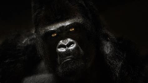 Silverback gorilla wallpaper - hotsaki