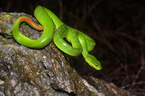 Guo’s green pit viper (Trimeresurus guoi)