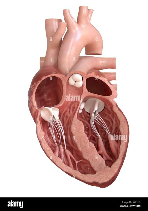 Human heart cross section, illustration Stock Photo: 170920325 - Alamy