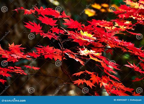 Red Seven Angle Maple Leaves Stock Image - Image of city, beautiful ...