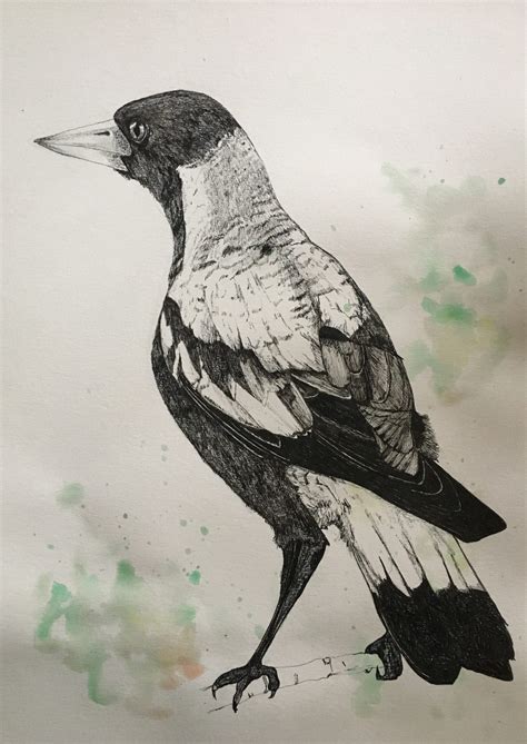 Magpie - Art Lovers Australia