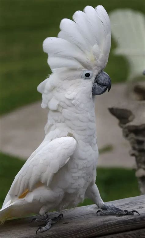 Umbrella Cockatoo Parrots For Sale Online - Live Parrots