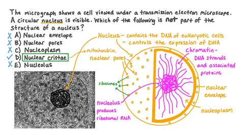 Question Video: Identifying the Parts of the Nucleus in an Electron Micrograph | Nagwa