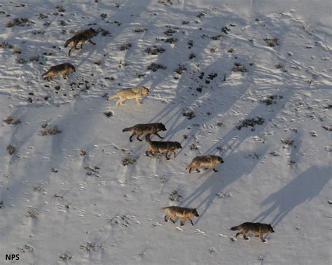 Eight (8) Mile Pack: Yellowstone Wolf Photos Citizen Science