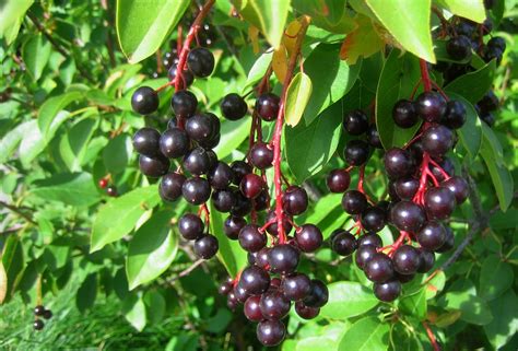 Fruit Warehouse: Choke cherry ( Prunus virginiana )