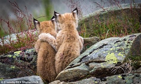 Through Golden Eyes: Cute moment a lynx kitten puts a brotherly arm ...