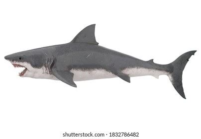 Great White Shark Isolated Side View Stock Illustration 1832786482 | Shutterstock